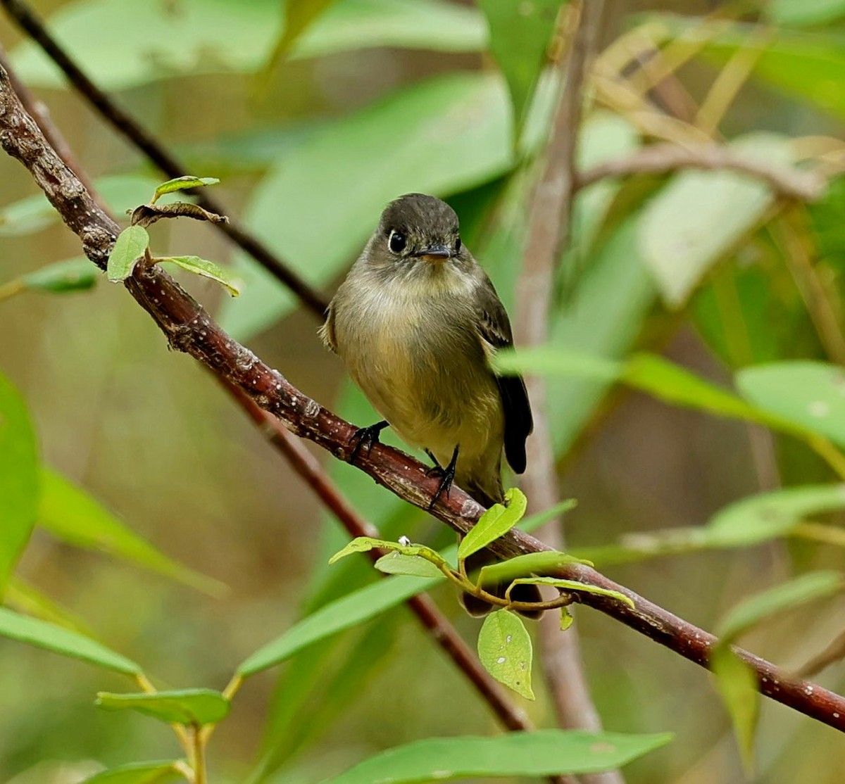 Cuban Pewee - ML627392929