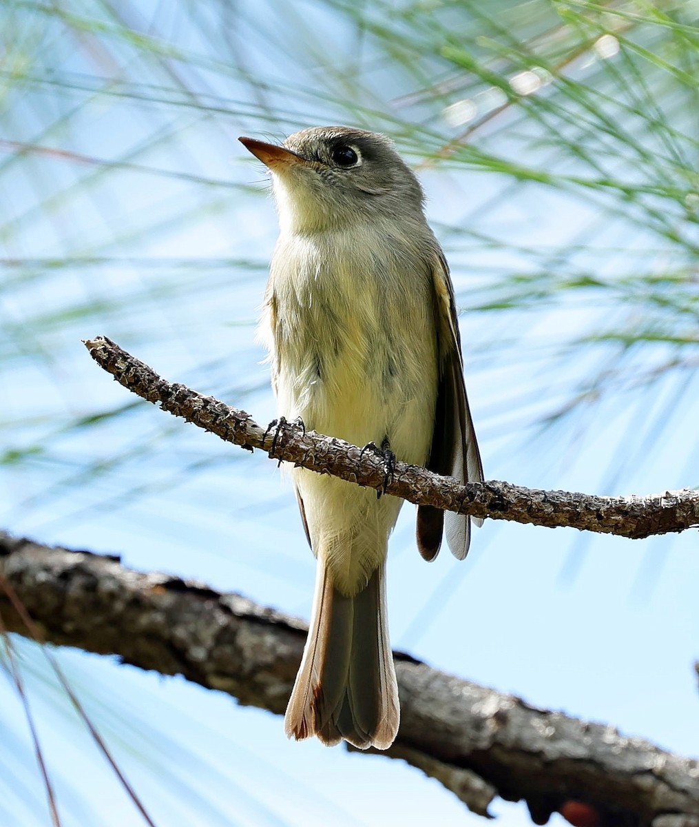 Cuban Pewee - ML627392930