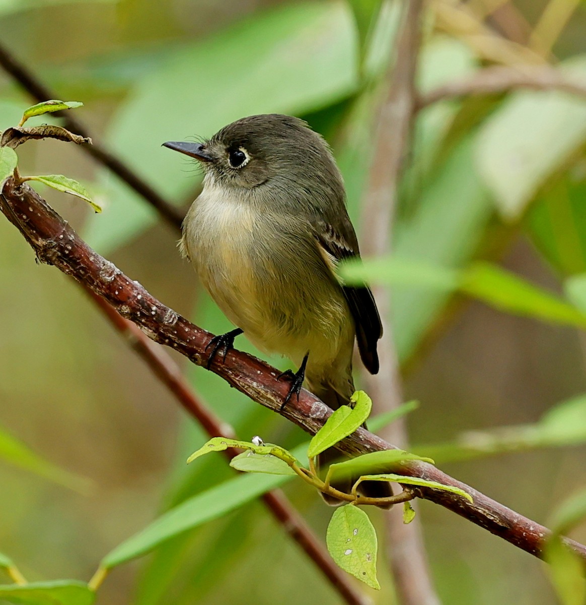 Cuban Pewee - ML627392931