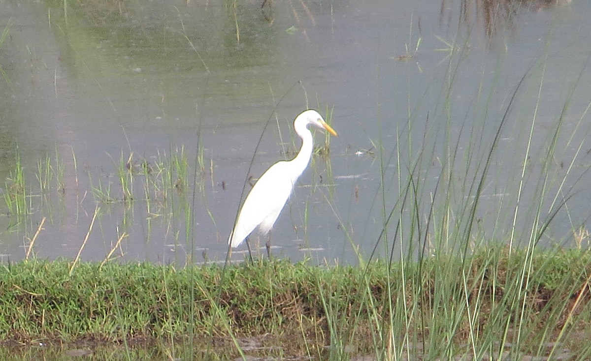 Medium Egret - ML627392945