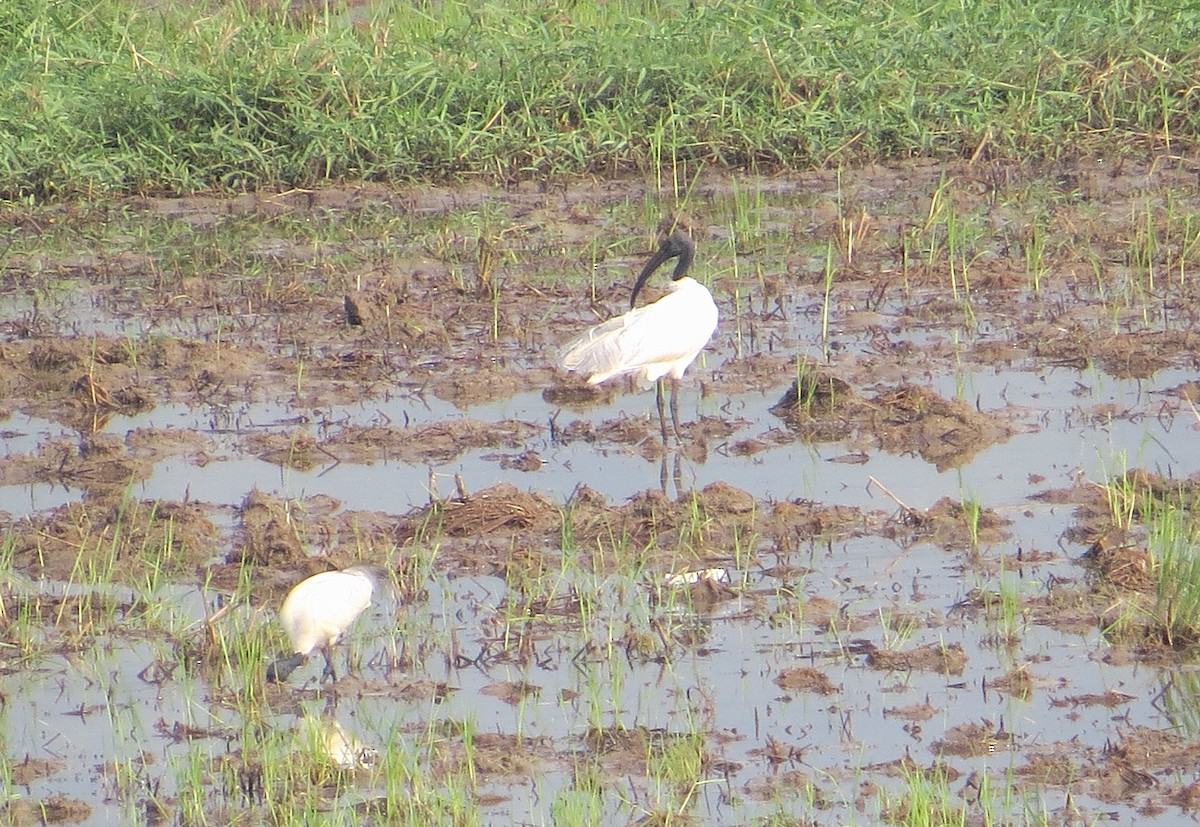 Black-headed Ibis - ML627392955