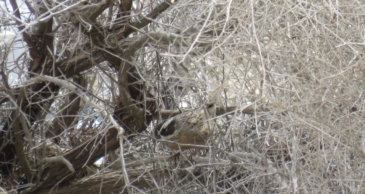 Radde's Accentor (Radde's) - ML627393028