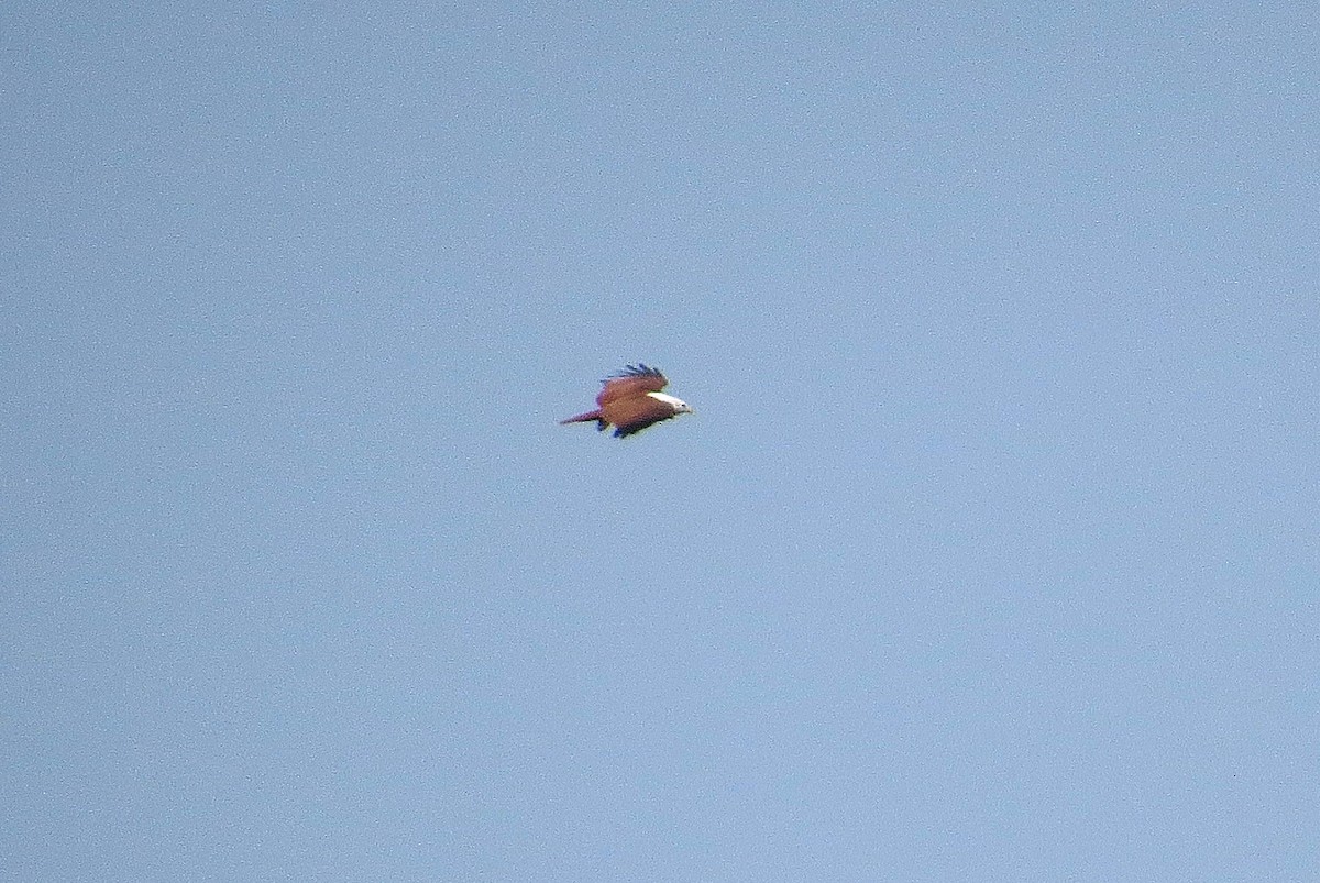 Brahminy Kite - ML627393100