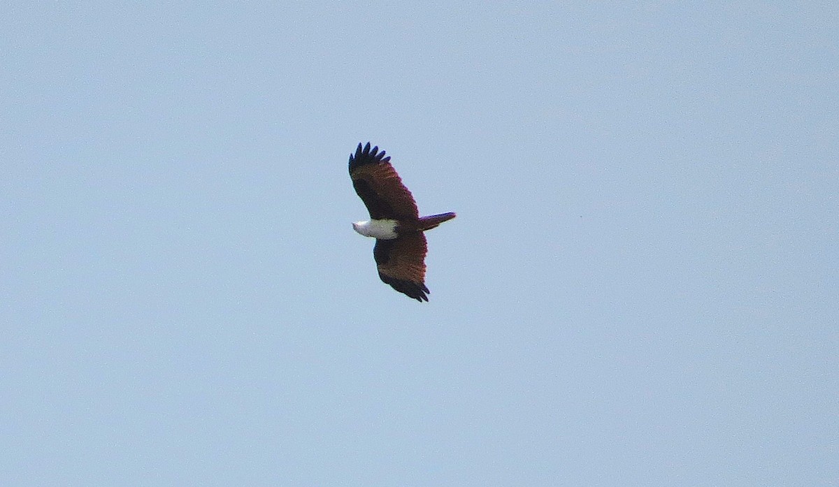 Brahminy Kite - ML627393106