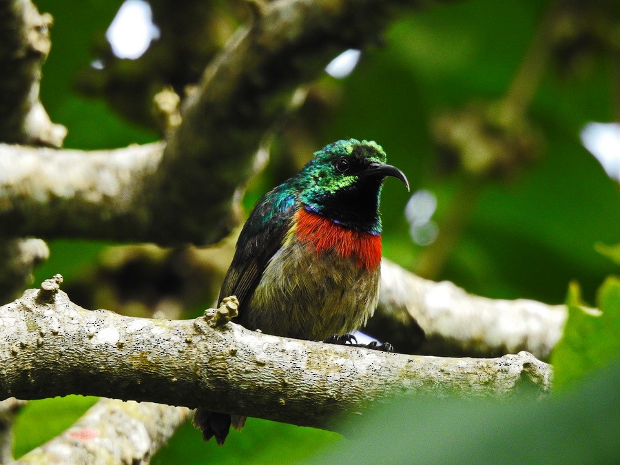 Usambara Double-collared Sunbird - ML627393135