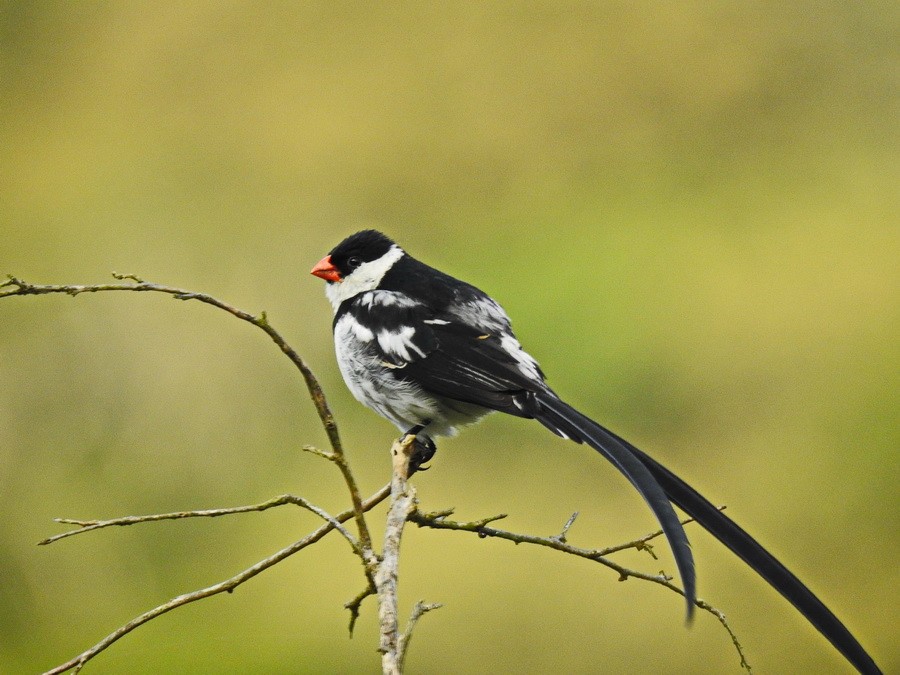 Pin-tailed Whydah - ML627393137