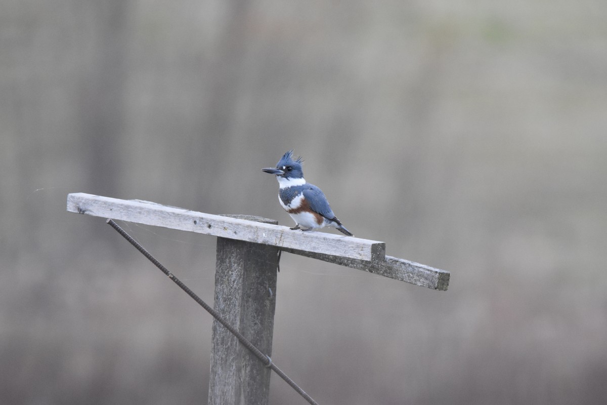 Belted Kingfisher - ML627393204