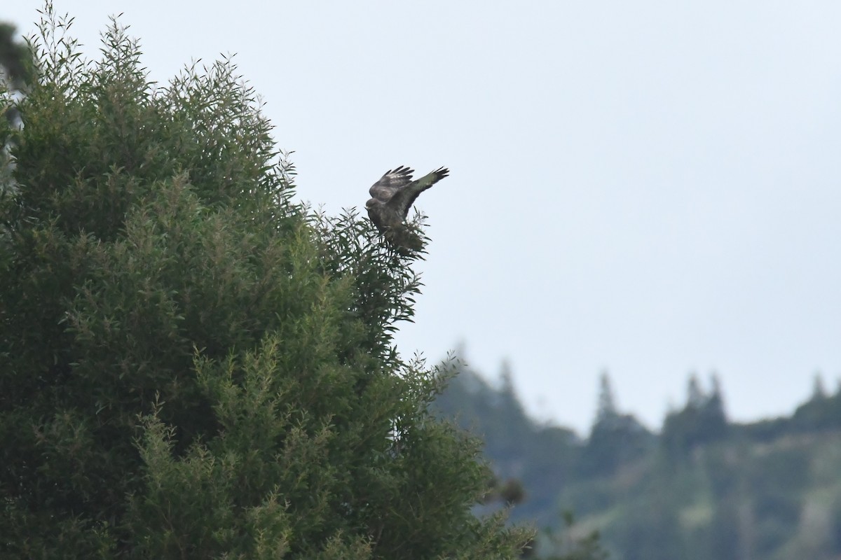 Common Buzzard (Azores) - ML627393252