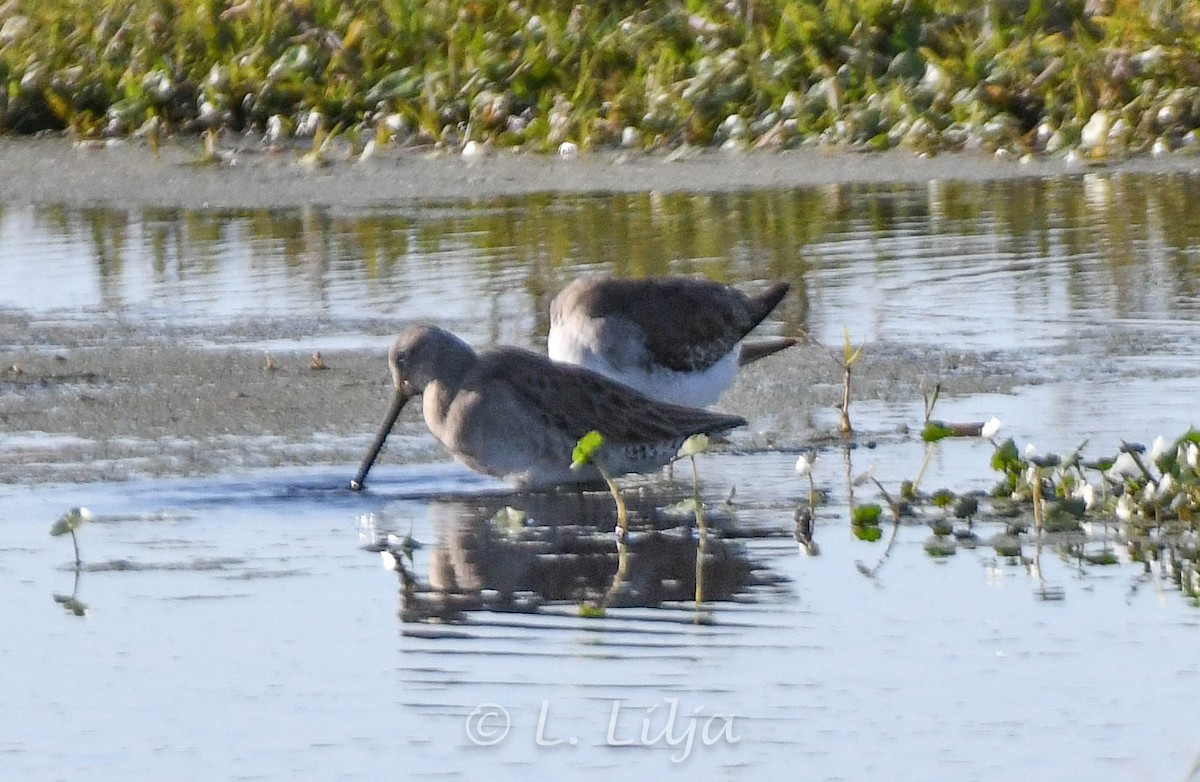 Long-billed Dowitcher - ML627393300