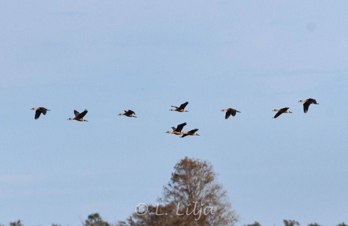 Fulvous Whistling-Duck - ML627393336