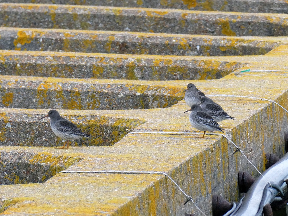 jespák mořský - ML627393340