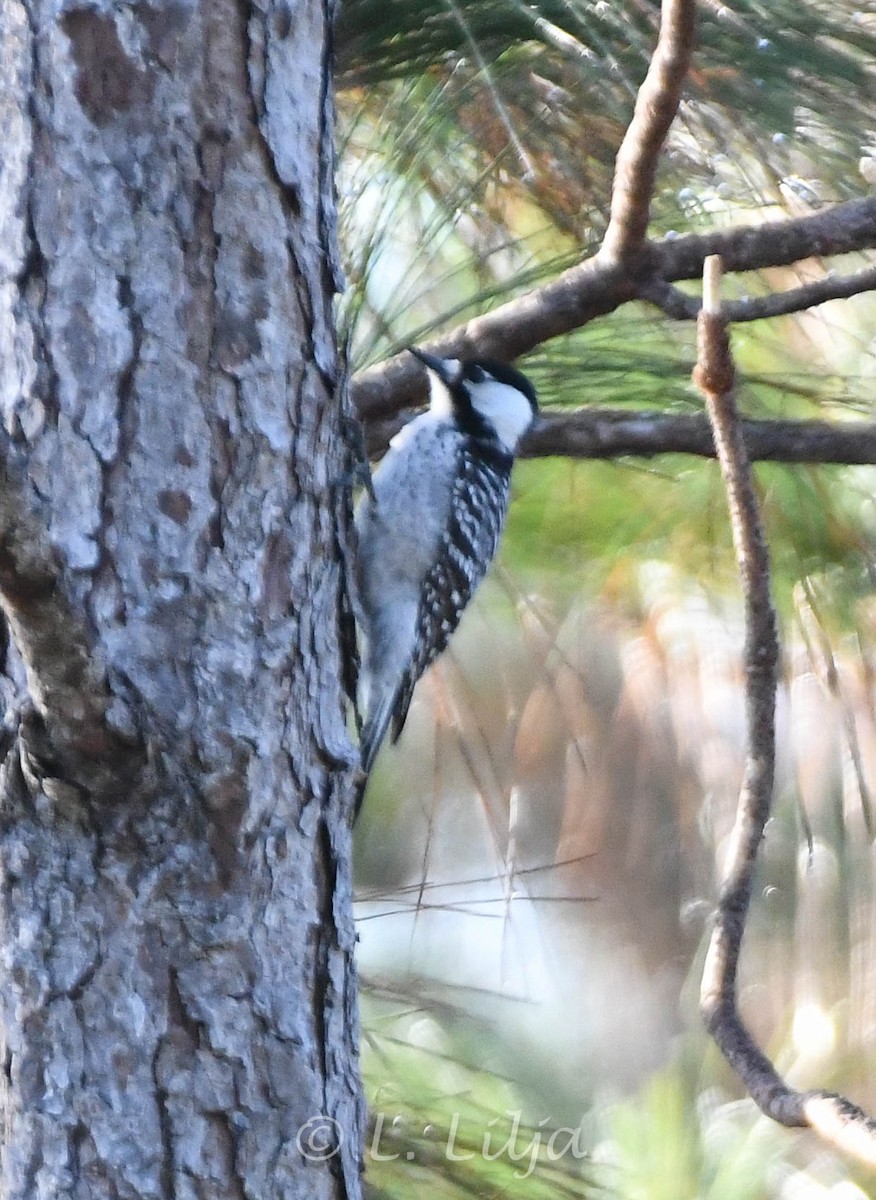 Red-cockaded Woodpecker - ML627393361