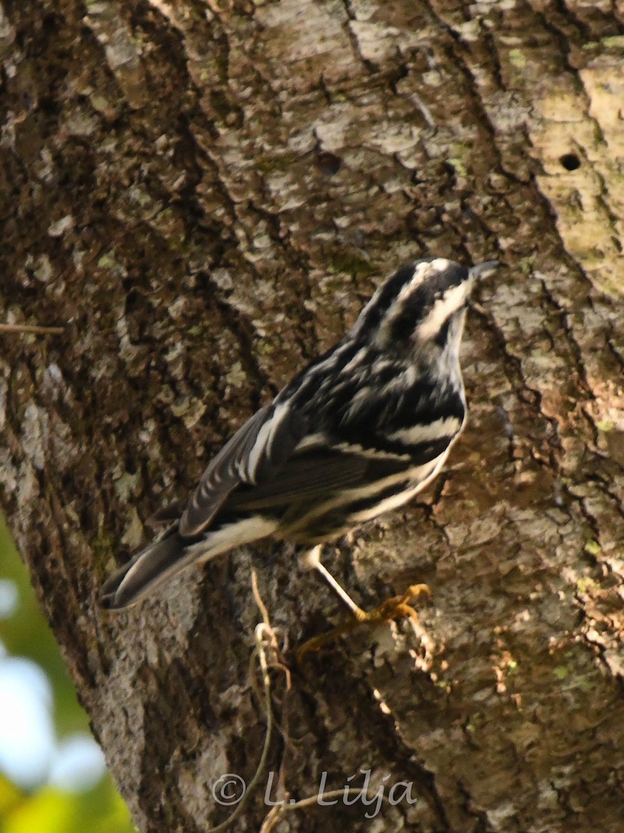 Black-and-white Warbler - ML627393365