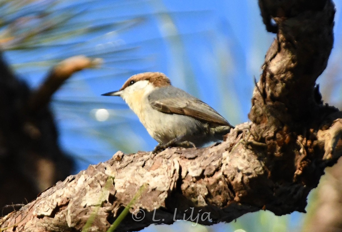 Brown-headed Nuthatch - ML627393379