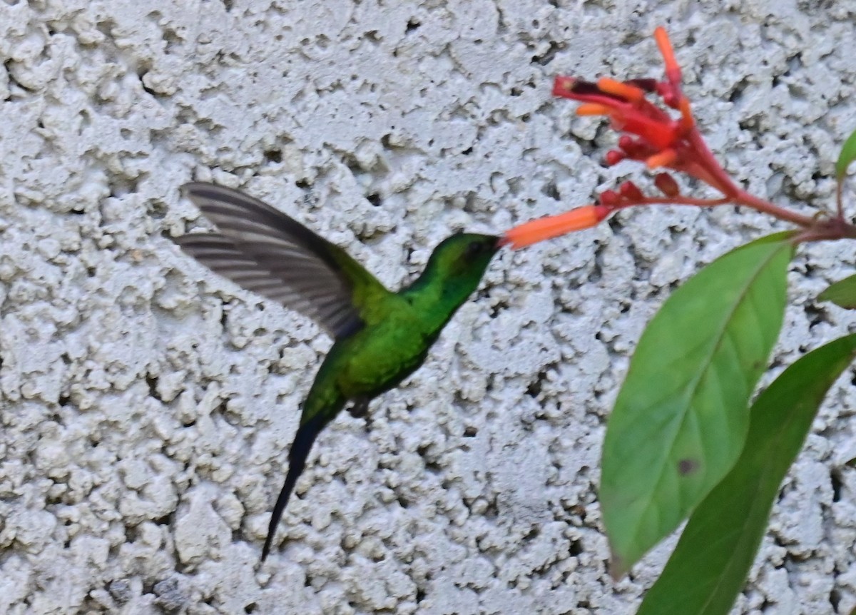 Cozumel Emerald - ML627393443