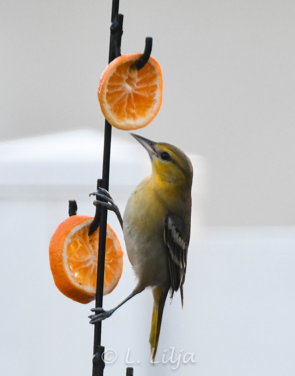 Bullock's Oriole - ML627393659