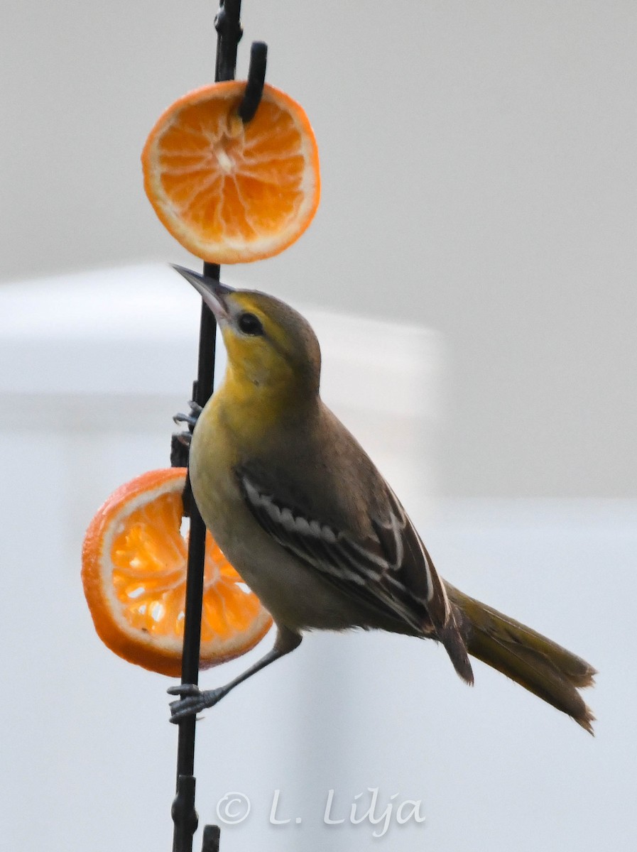 Bullock's Oriole - ML627393660