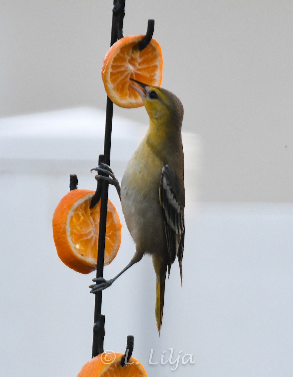 Bullock's Oriole - ML627393661