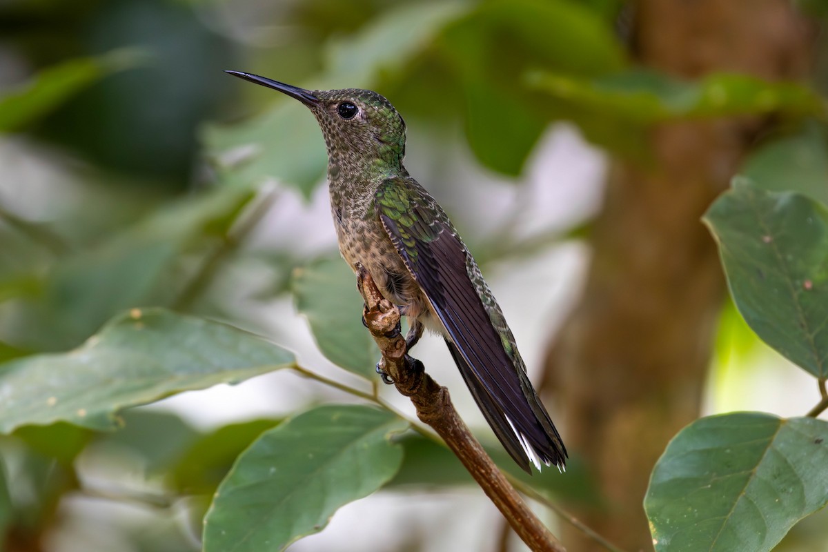 Colibri de Cuvier - ML627393676