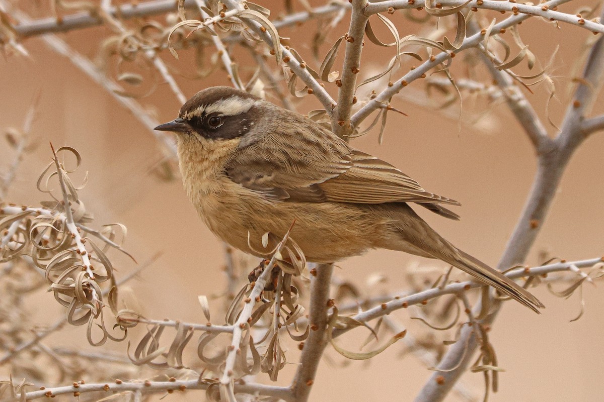 Brown Accentor - ML627393713