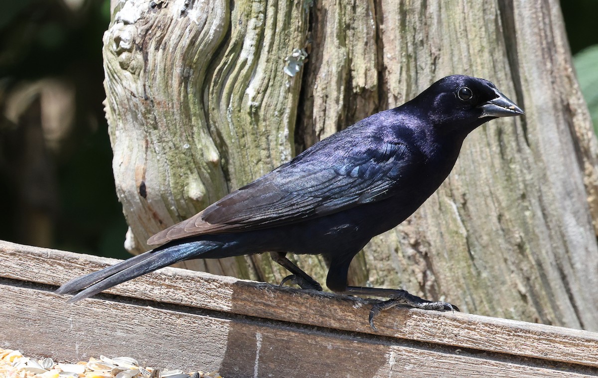 Shiny Cowbird - ML627393854
