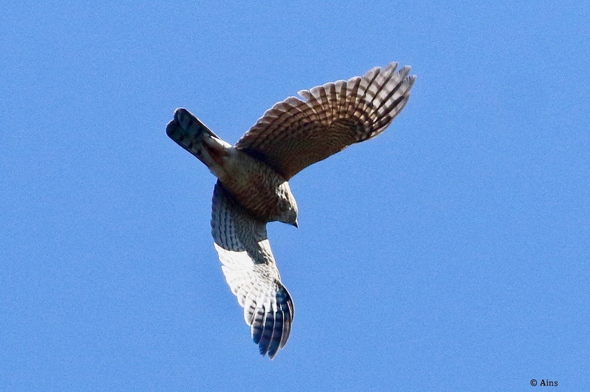 Eurasian Sparrowhawk - ML627393875