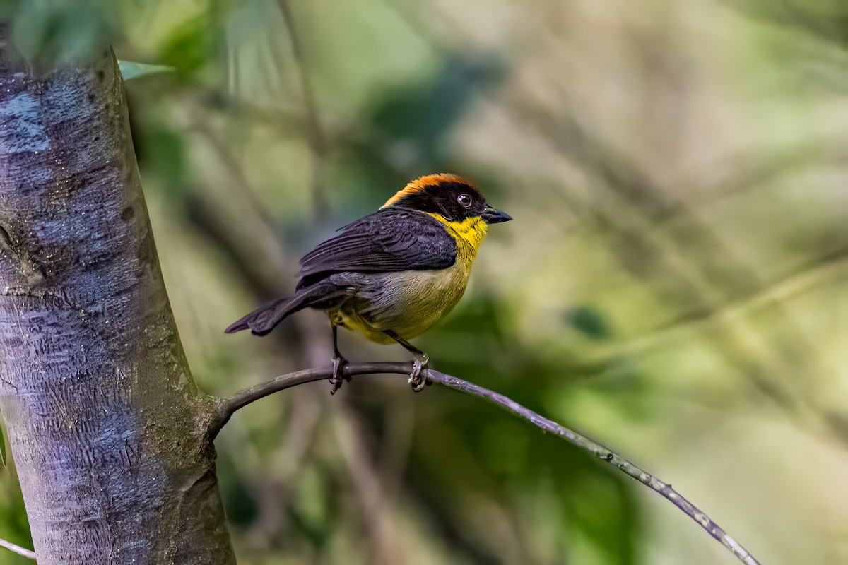 Yellow-breasted Brushfinch - ML627393946