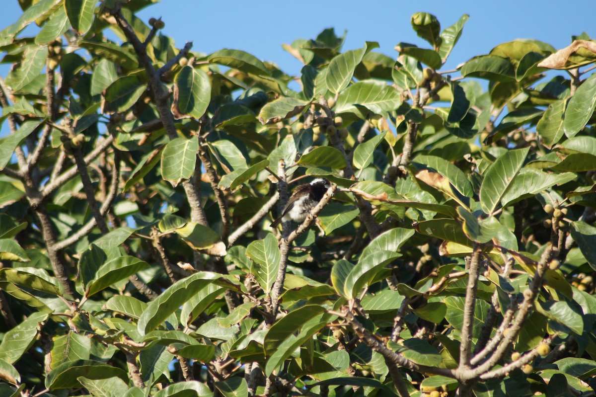 Barbudo Orejiblanco Común - ML627393990