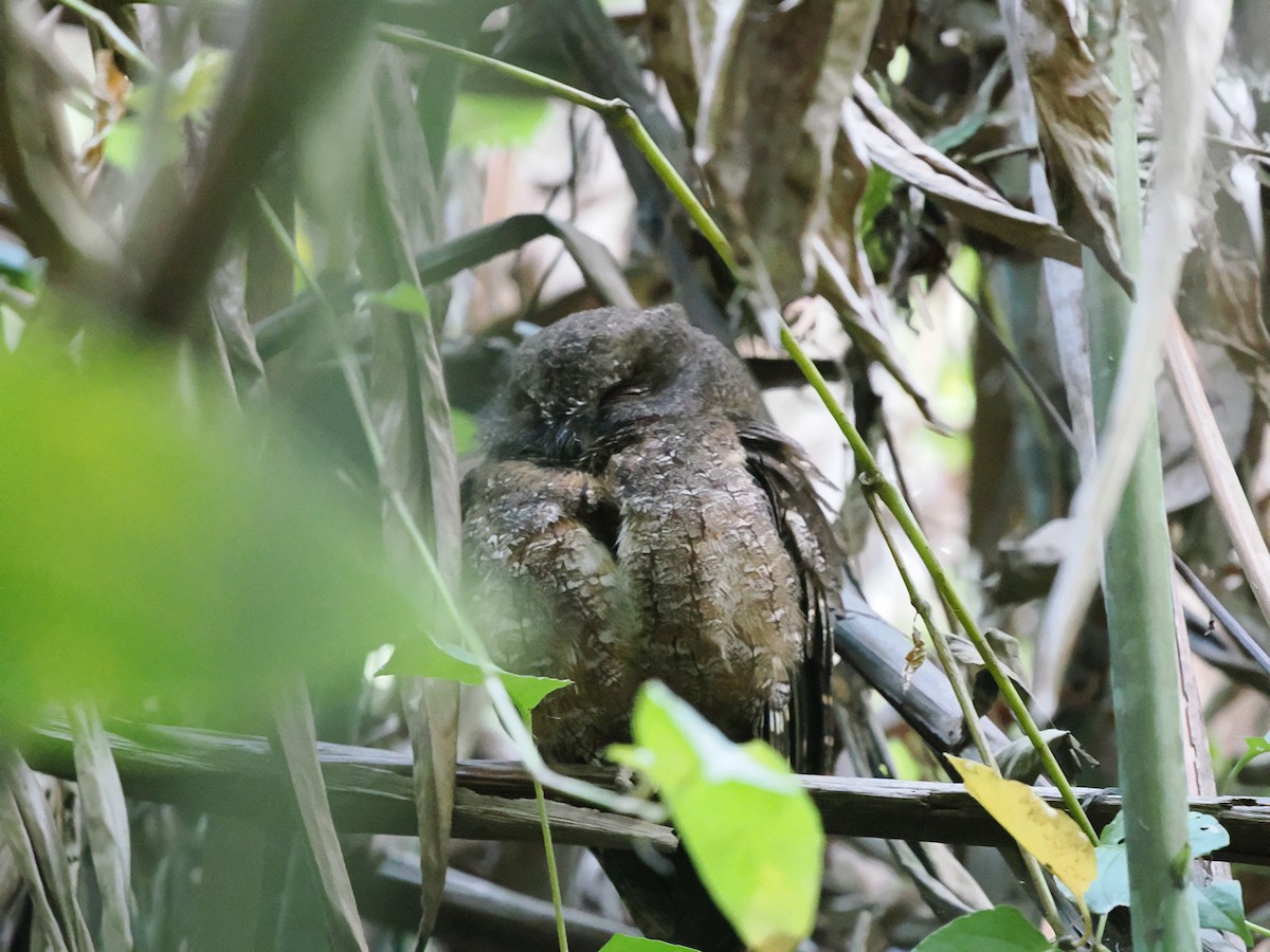 Madagascar Scops-Owl (Torotoroka) - ML627393998