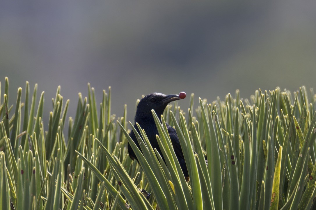 Socotra Starling - ML627394049