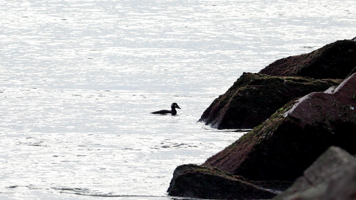 Surf Scoter - ML627394129