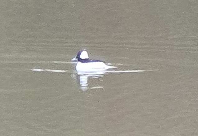 Bufflehead - ML627394227