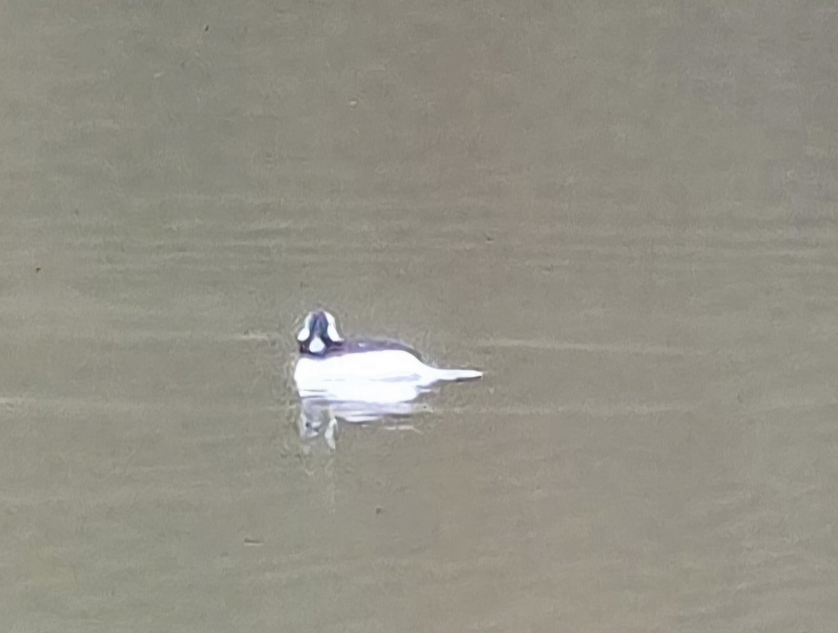 Bufflehead - ML627394228