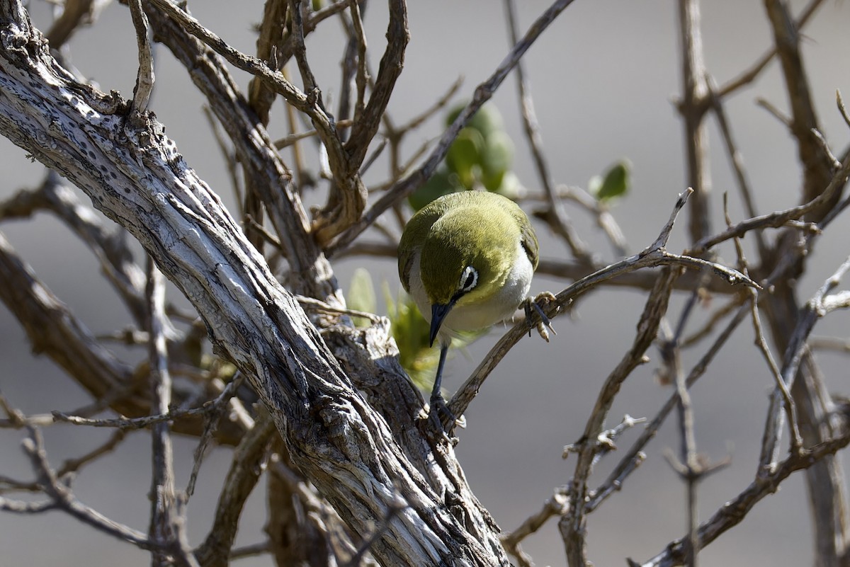 Socotra White-eye - ML627394270