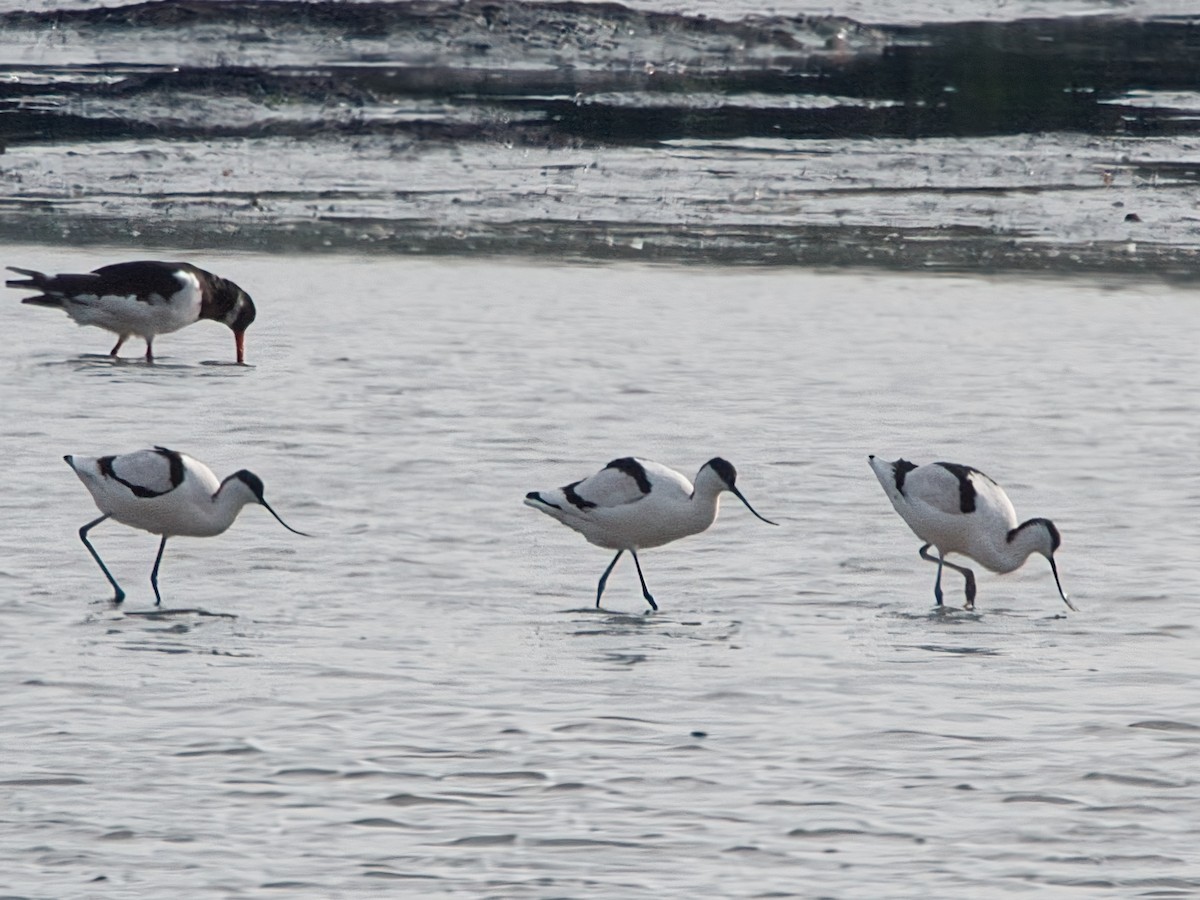 Pied Avocet - ML627394497