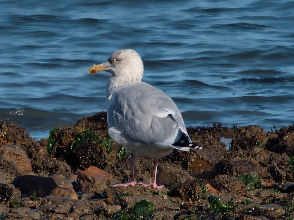 European Herring Gull - ML627394534