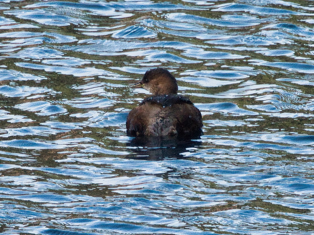 Little Grebe - ML627394556