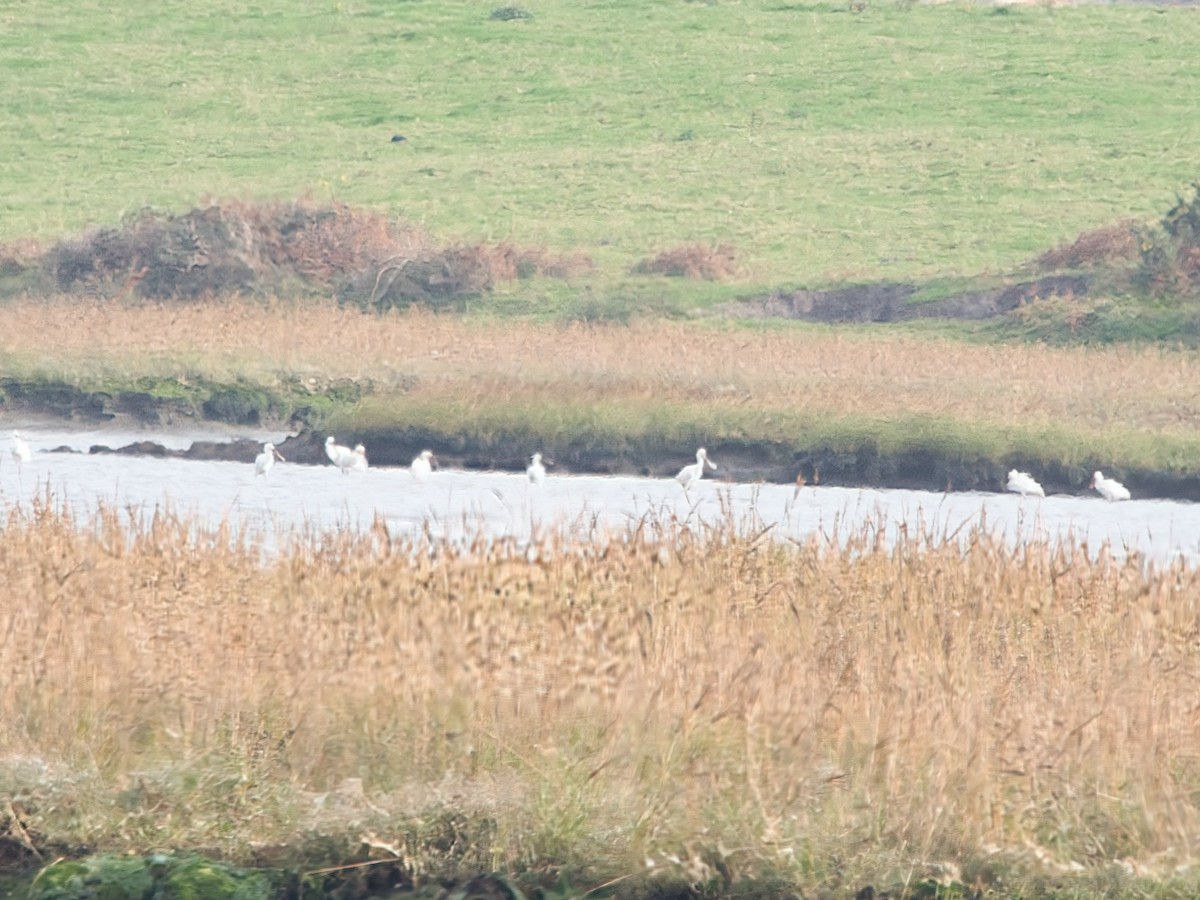 Eurasian Spoonbill - ML627394575