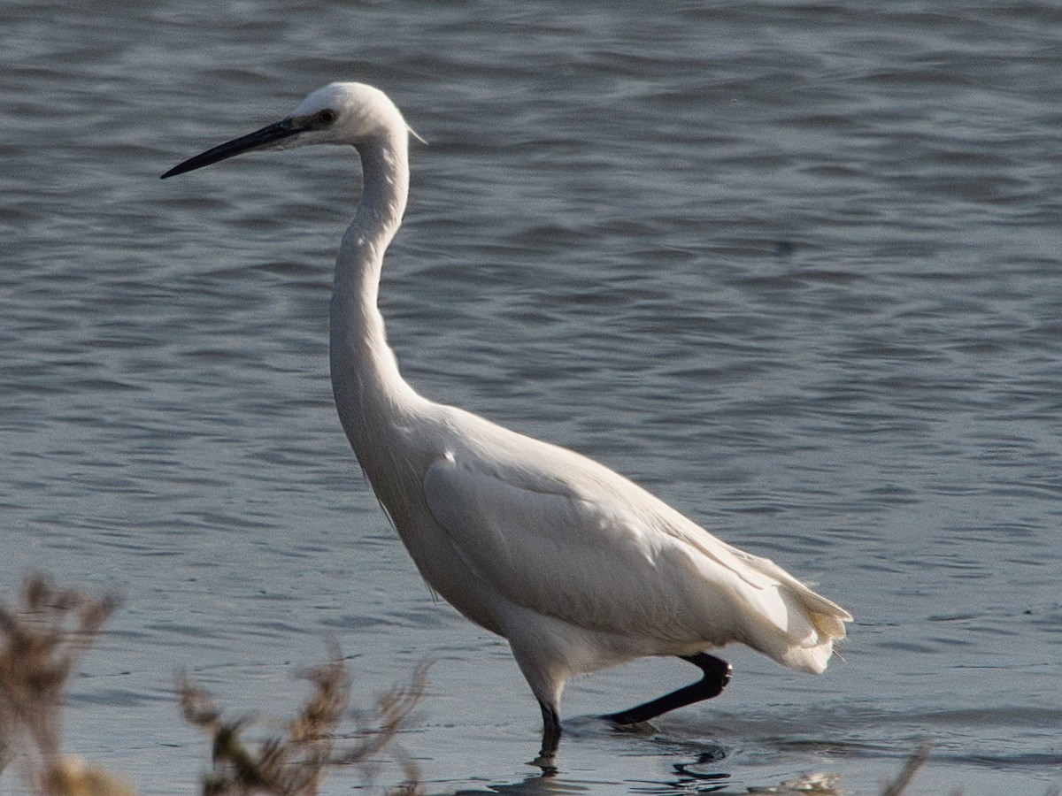 Little Egret - ML627394578