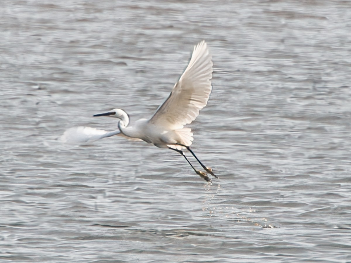 Little Egret - ML627394579