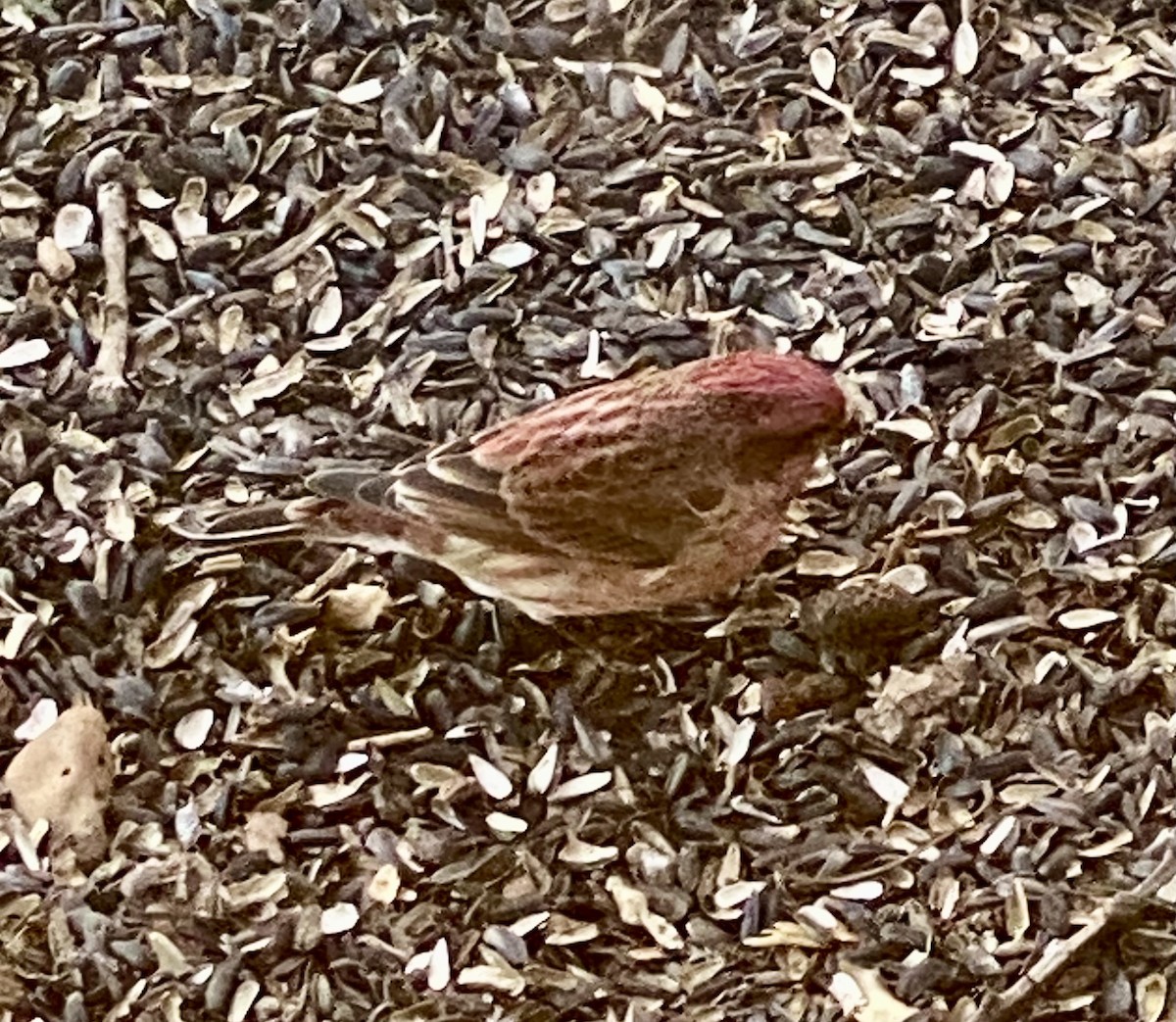 Purple Finch - ML627394604