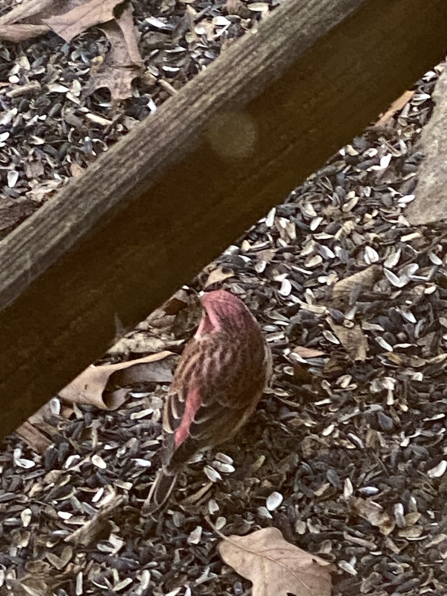 Purple Finch - ML627394606