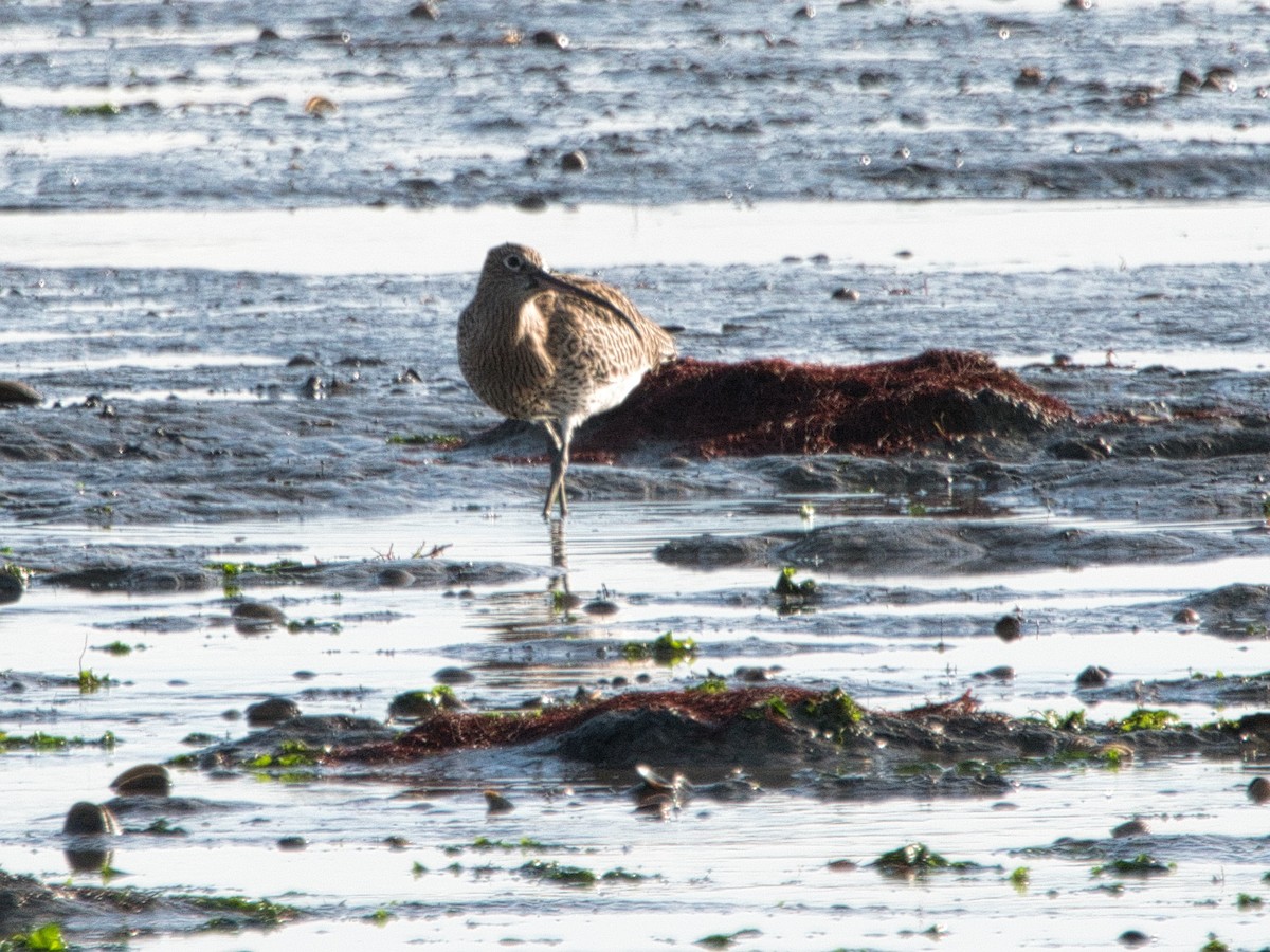 Eurasian Curlew - ML627394675