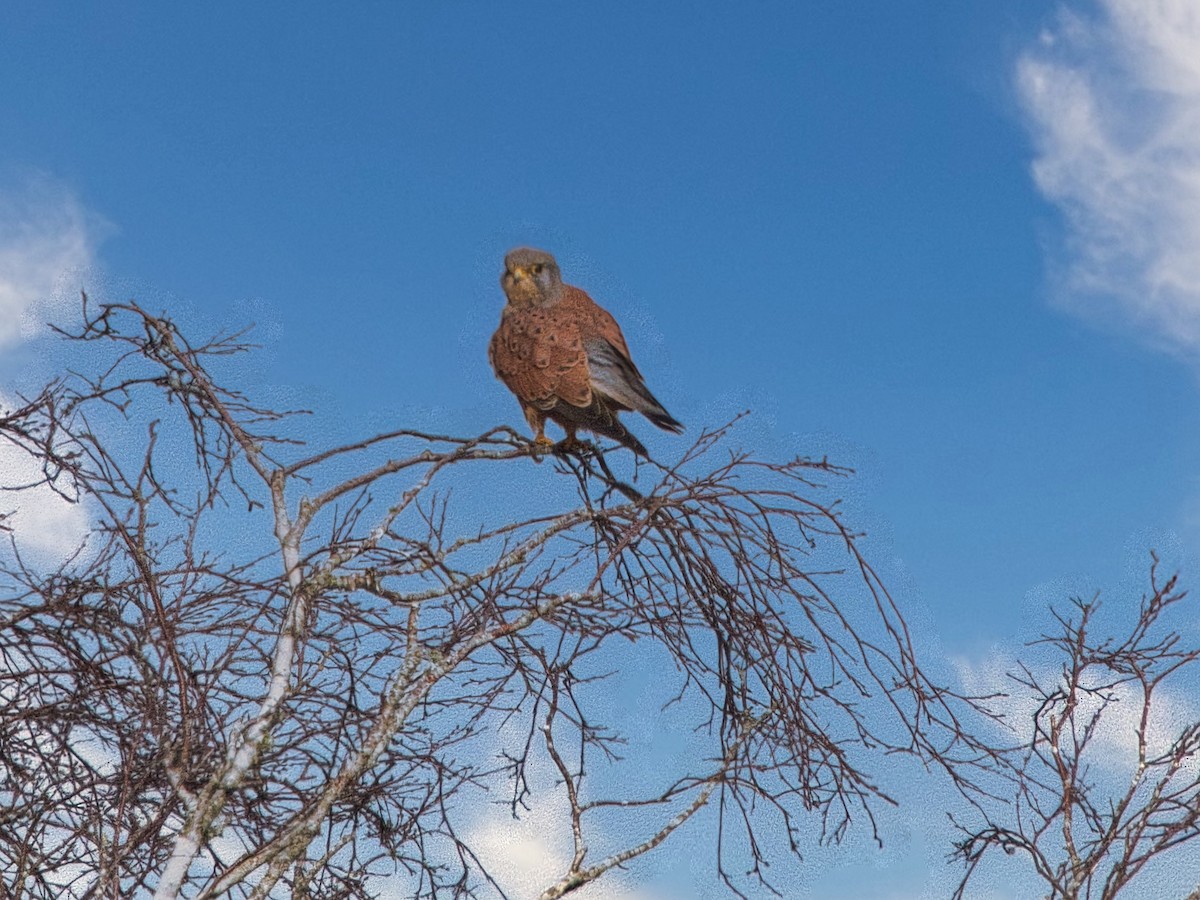 Eurasian Kestrel - ML627394691