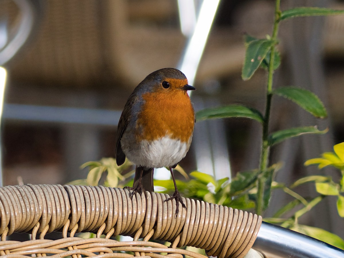 European Robin - ML627394817