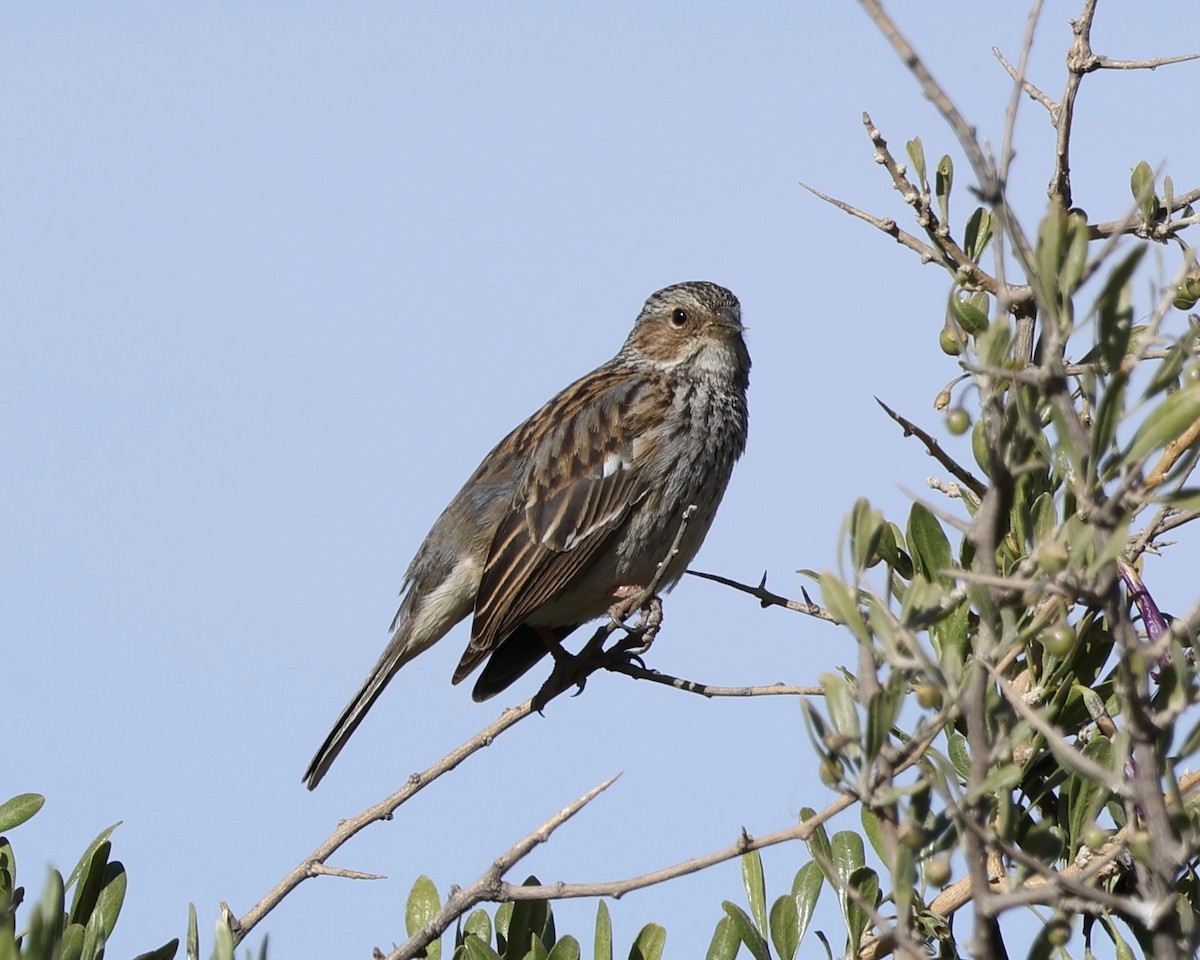 Mourning Sierra Finch - ML627394825