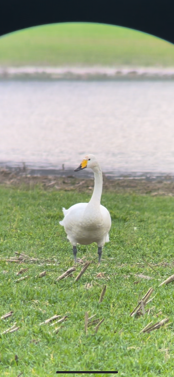 Cigno selvatico - ML627394951