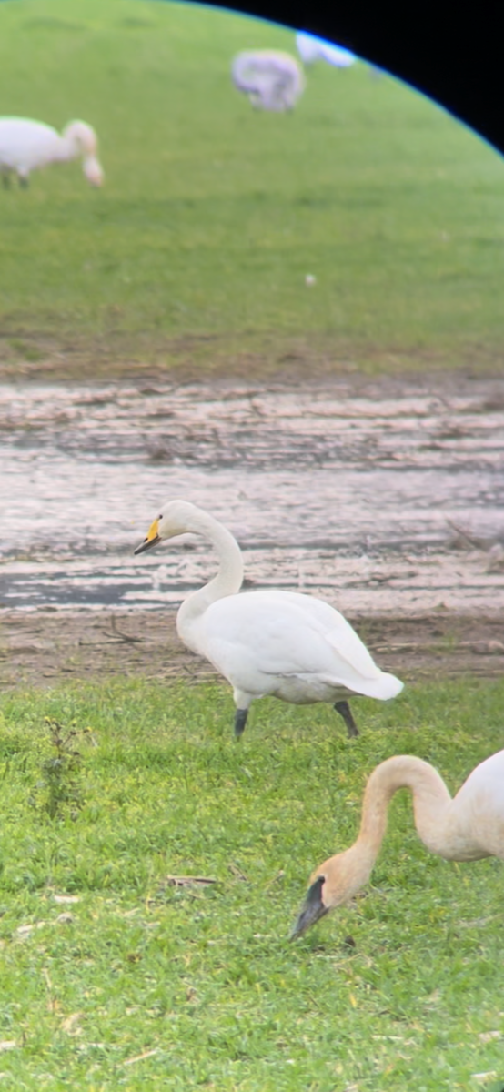 Cigno selvatico - ML627394952