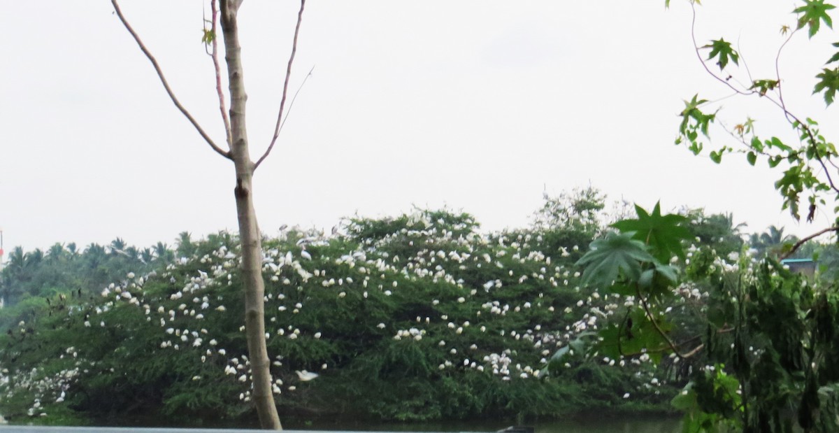 Black-headed Ibis - ML627394969