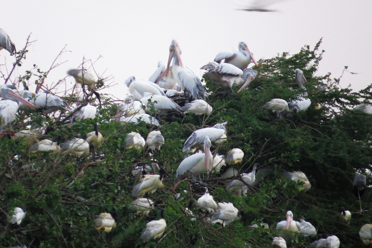 Black-headed Ibis - ML627394970